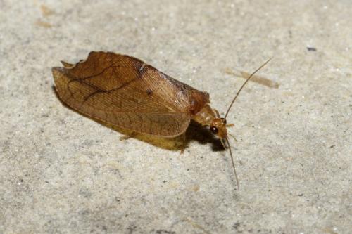 Drepanepteryx phalaenoides